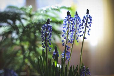Blue flowers with green leaves and a background of soft light.